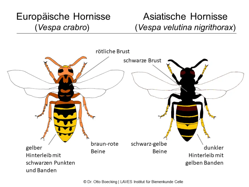 Abbildung: Zwei Hornissen nebeneinander zur besseren Unterscheidung, die Europäische Hornisse mit rötlicher Brust und gelbem Hinterleib und die asiatische Hornisse mit schwarzem Körper.