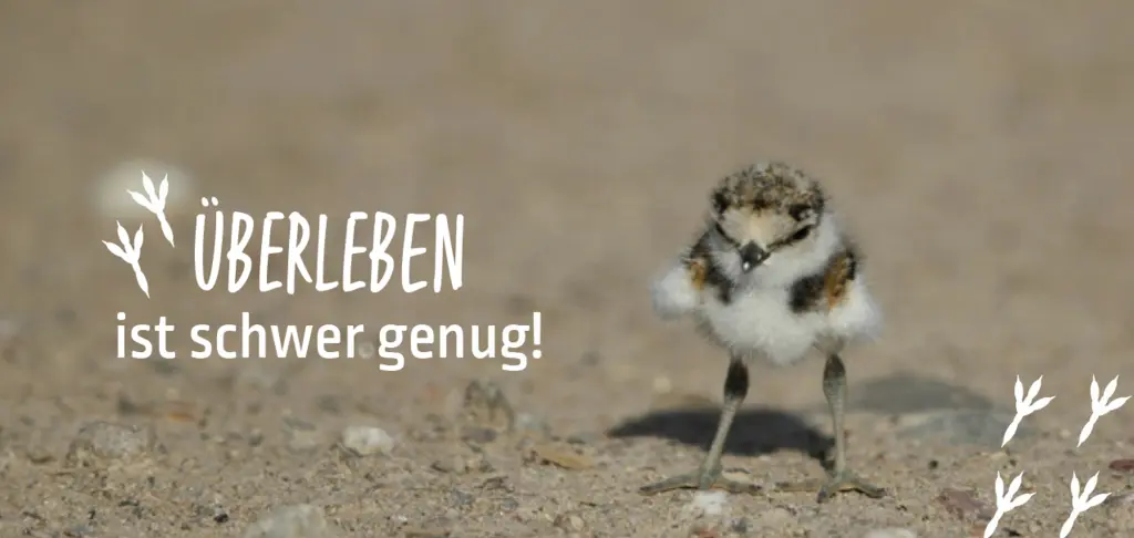 Foto: Ein Flussregenpfeiffer-Küken sitzt auf einer Sandfläche, daneben sieht man den Schriftzug "Überleben ist schwer genug!".