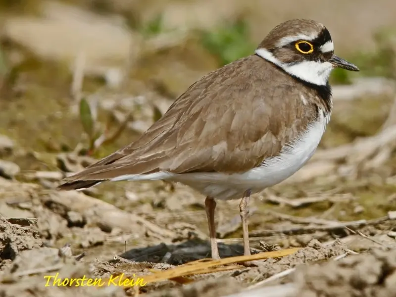Foto: Ein kleiner, brauner Vogel mit weißem Bauch und spitzem Schnabel - der Flussregenpfeiffer
