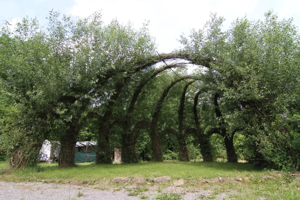 Foto: Ein Naturdenkmal aus mehreren zusammengebundenen Ästen, die einen Wirbel bilden.