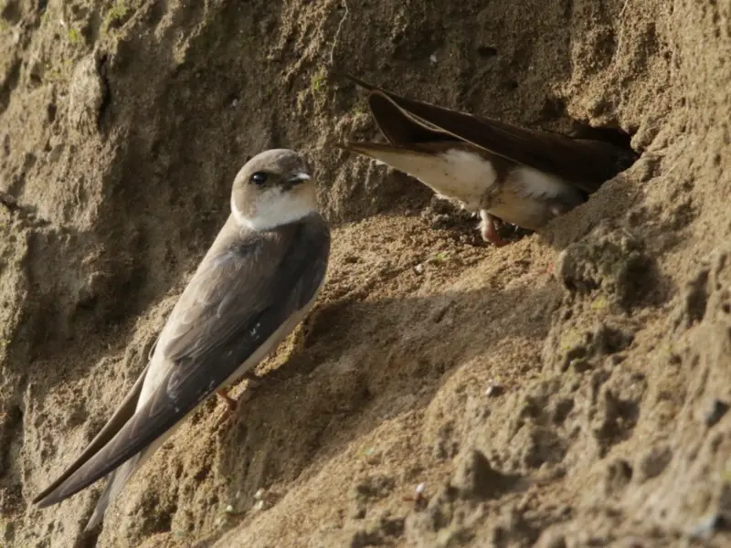 Foto: Ein kleiner Vogel mit weißem Kinn und braunen Flügeln sitzt am Eingang seines Lehmnests.