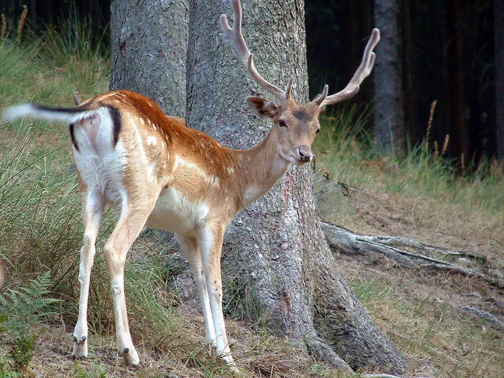 Foto: Ein Hirsch mit Geweih aus dem Wildpark im Stadtwald.