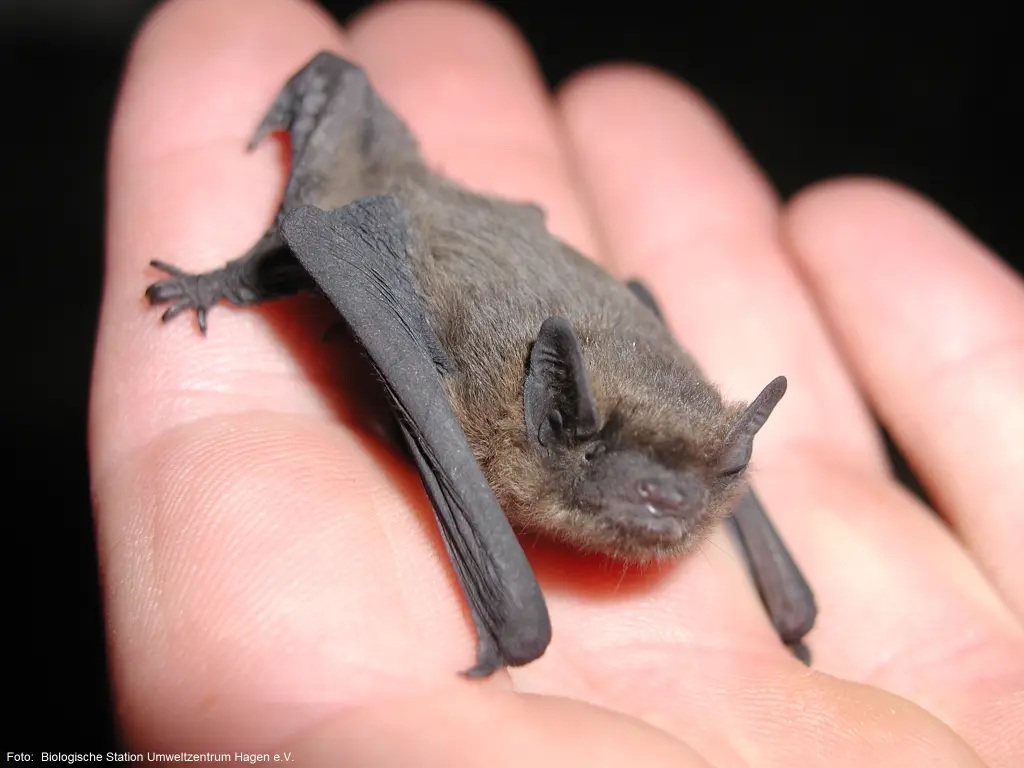 Zwergfledermaus auf einer Hand