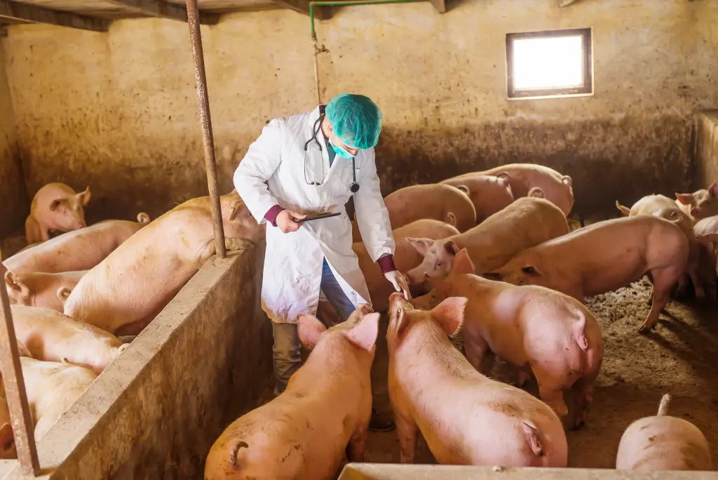 Foto: Ein Mensch in Schutzkleidung steht in einem Schweinestall, um ihn herum stehen viele Schweine.