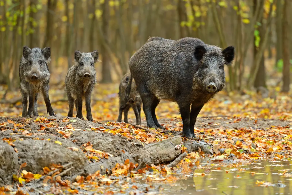 Foto: Ein Wildschwein steht mit seinen drei Jungen an einem Wasserloch in einem herbstlichen Wald.