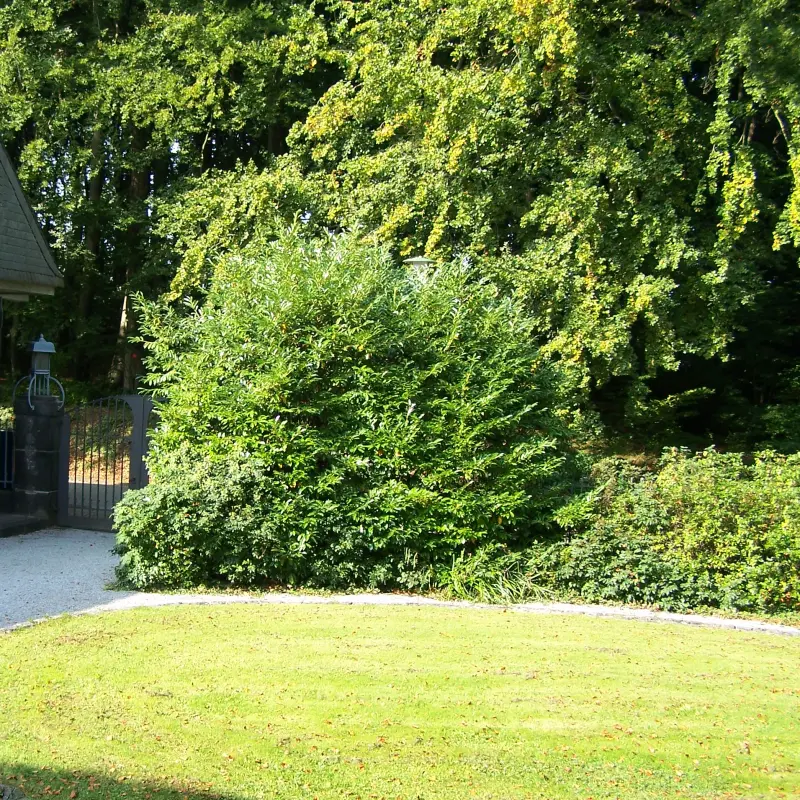 Foto: Wiese vor dem Hohenhof.
