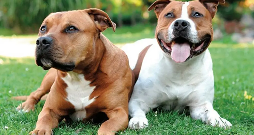 Foto: Zwei Pitbull-Hunde zeigen ihre Zunge und blicken in die Kamera.