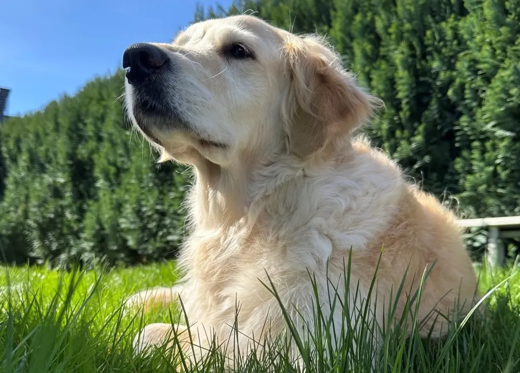 Foto: Ein Golden Retriever liegt im Gras.