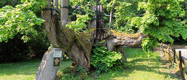 Von Hagens wohl bekanntestem Baum, der einst so prächtigen Priorlinde, ist nur noch ein Torso übrig. (Foto: Michael Kaub/Stadt Hagen)