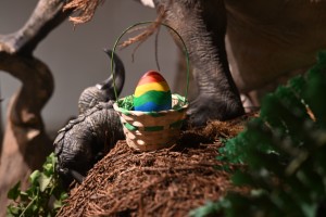 Im Archäologiemuseum Hagen – Wasserschloss Werdringen und im Stadtmuseum Hagen haben sich viele bunte Ostereier versteckt. (Foto: Stadt Hagen)
