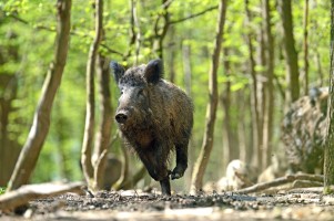 Die Afrikanische Schweinepest ist für Schweine und Wildschweine hoch ansteckend. (Foto: kyslynskahal/Shutterstock)