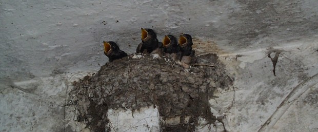 Vier Rauchschwalbenküken sitzen im Nest und verlangen nach Futter.