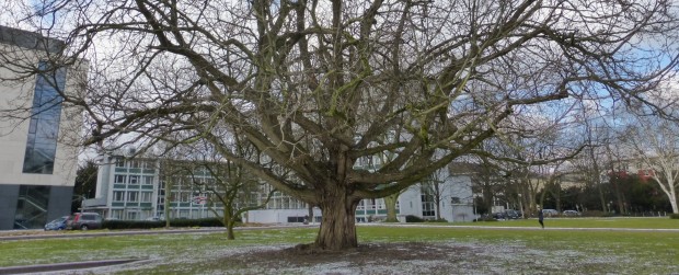 Das Naturdenkmal M - 5 Flügelnuss im Volmepark. Das Naturdenkmal M - 5 Flügelnuss im Volmepark.