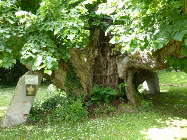Stützung und Stabilisierung als baumchirurgische Maßnahmen am Naturdenkmal ED - 10, Priorlinde.
