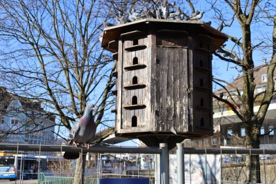 Einige Tauben leben bereits in Taubenhäusern. (Foto: Aaron Schlütter/Stadt Hagen)