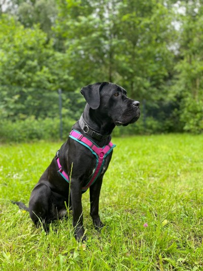Kira (Foto: Tierheim Hagen)