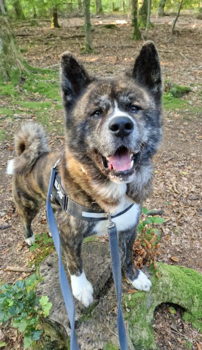 Mishu (Foto: Tierheim Hagen)