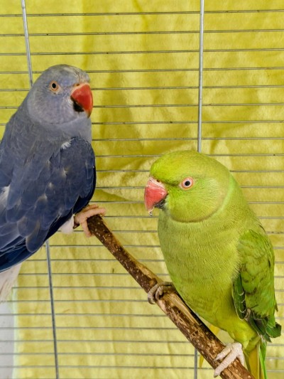 Halsbandsittiche (Foto: Tierheim Hagen)