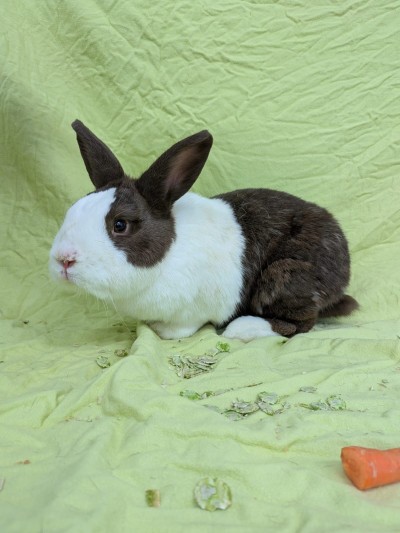 Bommel (Foto: Tierheim Hagen)
