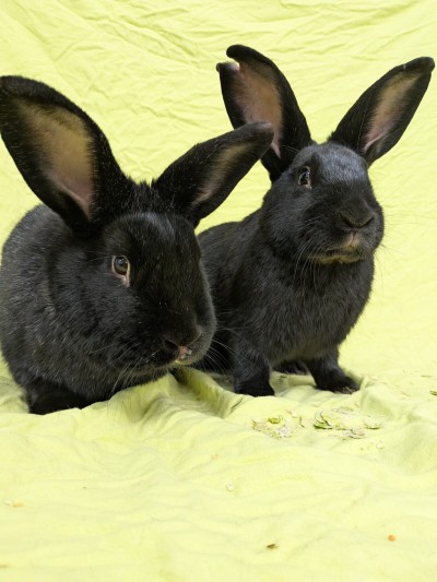 Hanuta und Knoppers (Foto: Tierheim Hagen)