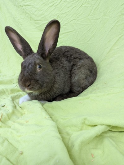 Nibbler (Foto: Tierheim Hagen)
