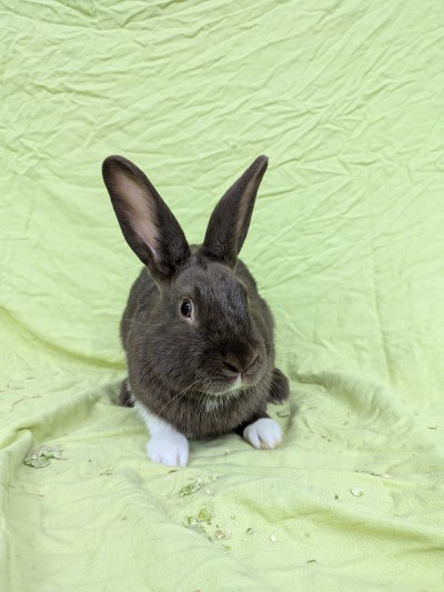 Obi Bun Kenobi (Foto: Tierheim Hagen)