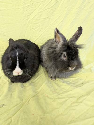 Rouge und Powder (Foto: Tierheim Hagen)