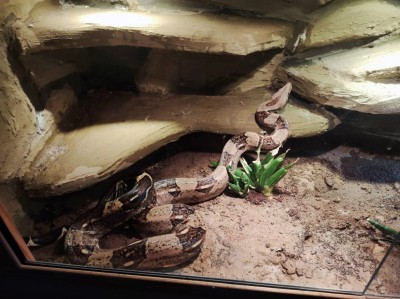 Boa constrictor (Foto: Tierheim Hagen)