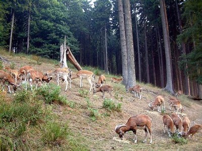 Wildpark im Stadtwald. (Foto: Michael Kaub/Stadt Hagen)