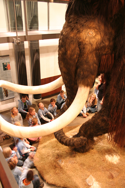 Ein echter Hingucker: Das Mammut im Archäologiemuseum Hagen - Wasserschloss Werdringen. (Foto: Michael Kaub/Stadt Hagen)