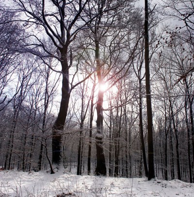 Der Hagener Stadtwald im Winterkleid. Foto: Michael Kaub