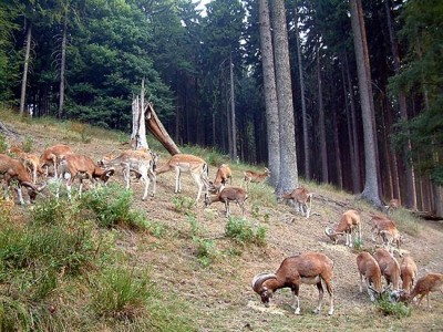 Wildpark im Hagener Stadtwald. (Foto: Michael Kaub/Stadt Hagen)