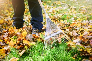 Auch Laub- und Komposthaufen werden von Igeln für den Winterschlaf genutzt. (Foto: symbiot/shutterstock)